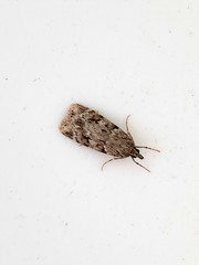 Scoparia basistrigalis