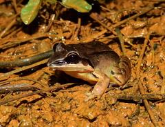 Leptodactylus mystaceus