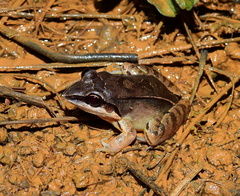 Leptodactylus mystaceus