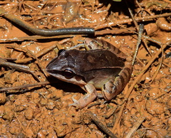 Leptodactylus mystaceus