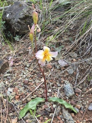 Erythronium helenae