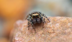 Tamigalesus