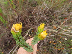 Lachnaea aurea