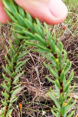 Lachnaea aurea