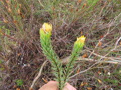 Lachnaea aurea