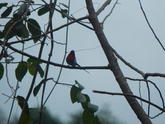 Aethopyga mystacalis