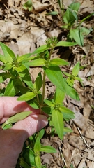 Rhexia mariana mariana