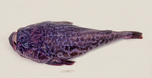 Blue stargazer (Pleuroscopus pseudodorsalis) — Uranoscopidae