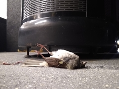 Zonotrichia albicollis