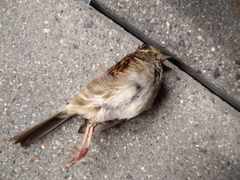 Zonotrichia albicollis