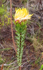 Lachnaea aurea