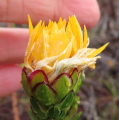 Lachnaea aurea