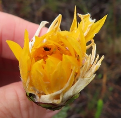 Lachnaea aurea