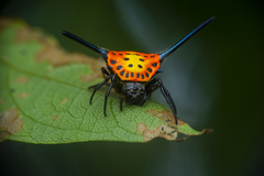 Gasteracantha dalyi