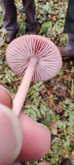 Mycena rosea