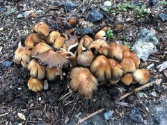 Coprinellus micaceus