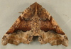 Morrison's Pero Moth - Photo (c) Dick, some rights reserved (CC BY-NC-SA)