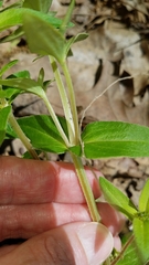 Rhexia mariana mariana