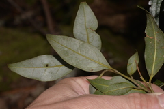 Cryptocarya nova-anglica