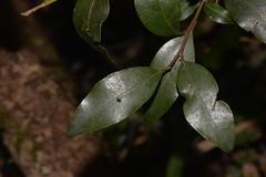 Cryptocarya nova-anglica