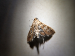 Sameodes