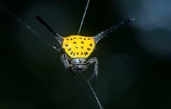 Gasteracantha dalyi
