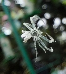 Araneae