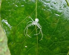 Araneae