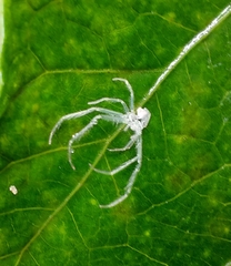Araneae