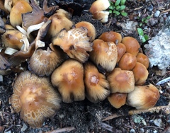 Coprinellus micaceus