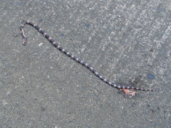 Lycodon futsingensis