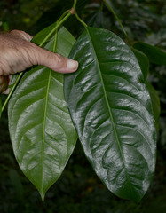 Idiospermum australiense