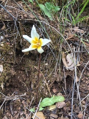 Erythronium helenae