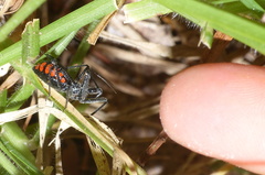 Rhynocoris tristis
