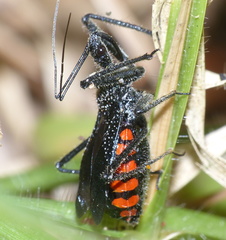 Rhynocoris tristis
