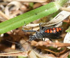Rhynocoris tristis