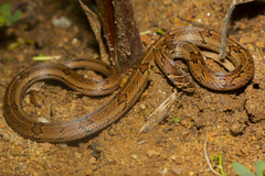 Loos Snake photo 2