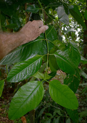 Idiospermum australiense