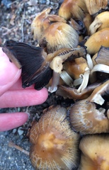 Coprinellus micaceus