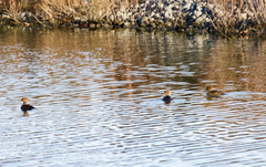 Lophodytes cucullatus