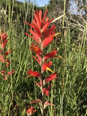 Castilleja subinclusa
