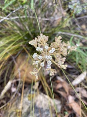 Astrotricha asperifolia