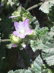 Malva