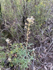 Astrotricha asperifolia