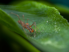 Myrmaplata plataleoides