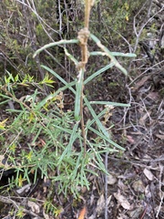 Astrotricha asperifolia