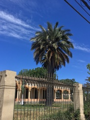 Jubaea chilensis