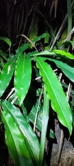 Alpinia sessiliflora