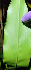 Alpinia sessiliflora