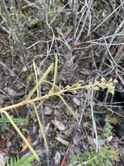 Astrotricha asperifolia